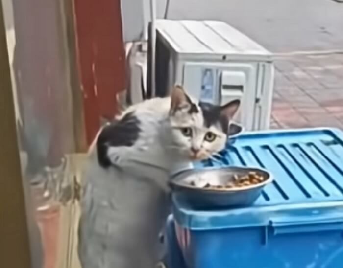 애니멀플래닛
