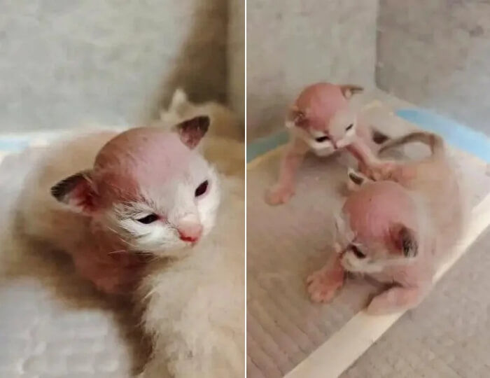 애니멀플래닛