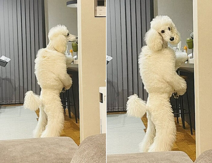 애니멀플래닛