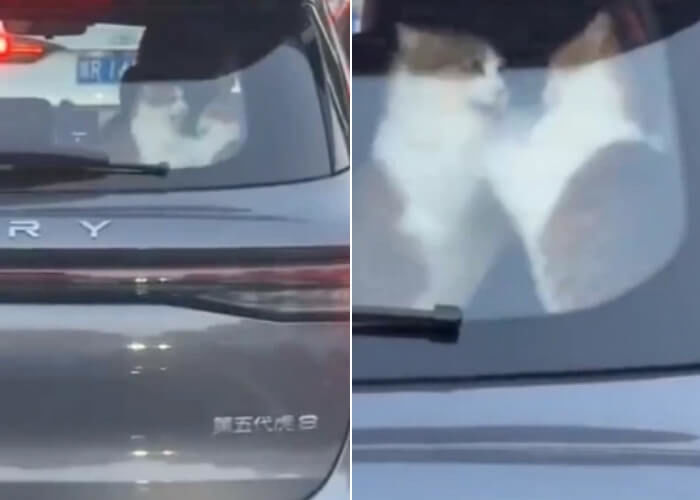 애니멀플래닛