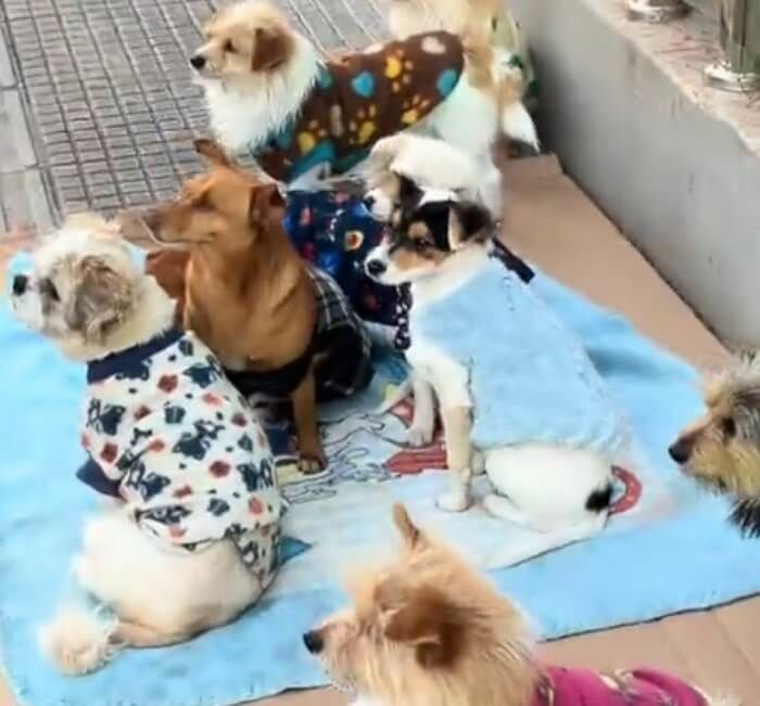 애니멀플래닛