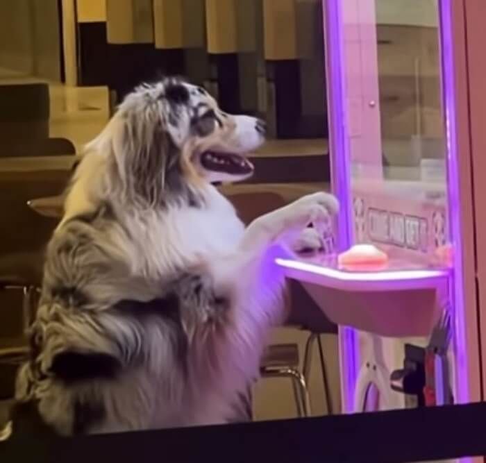애니멀플래닛