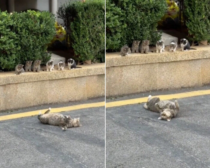 애니멀플래닛