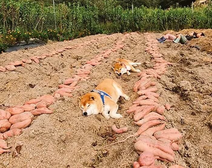 애니멀플래닛