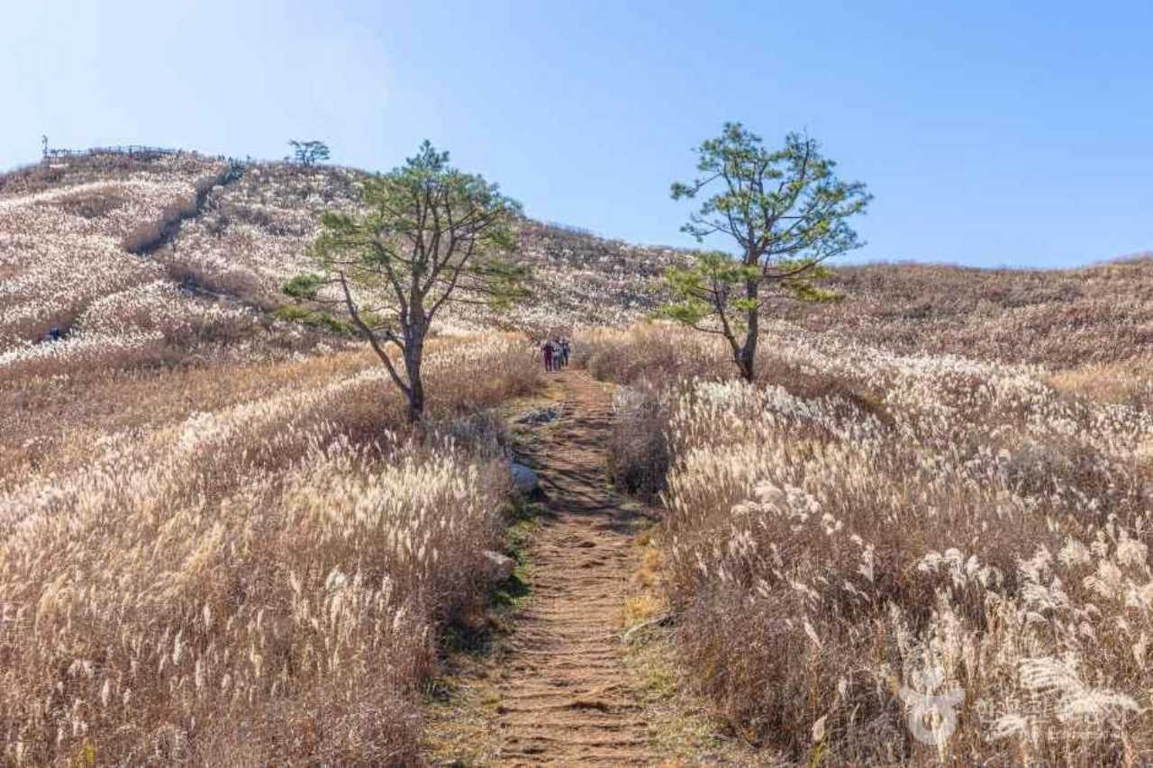 한국 100대 명산 중에서도 손 꼽는 아름다움을 가진 민둥산 / 사진=한국관광공사