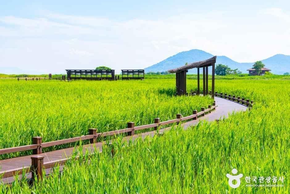 갈대만 160만 평 / 사진=한국관광공사