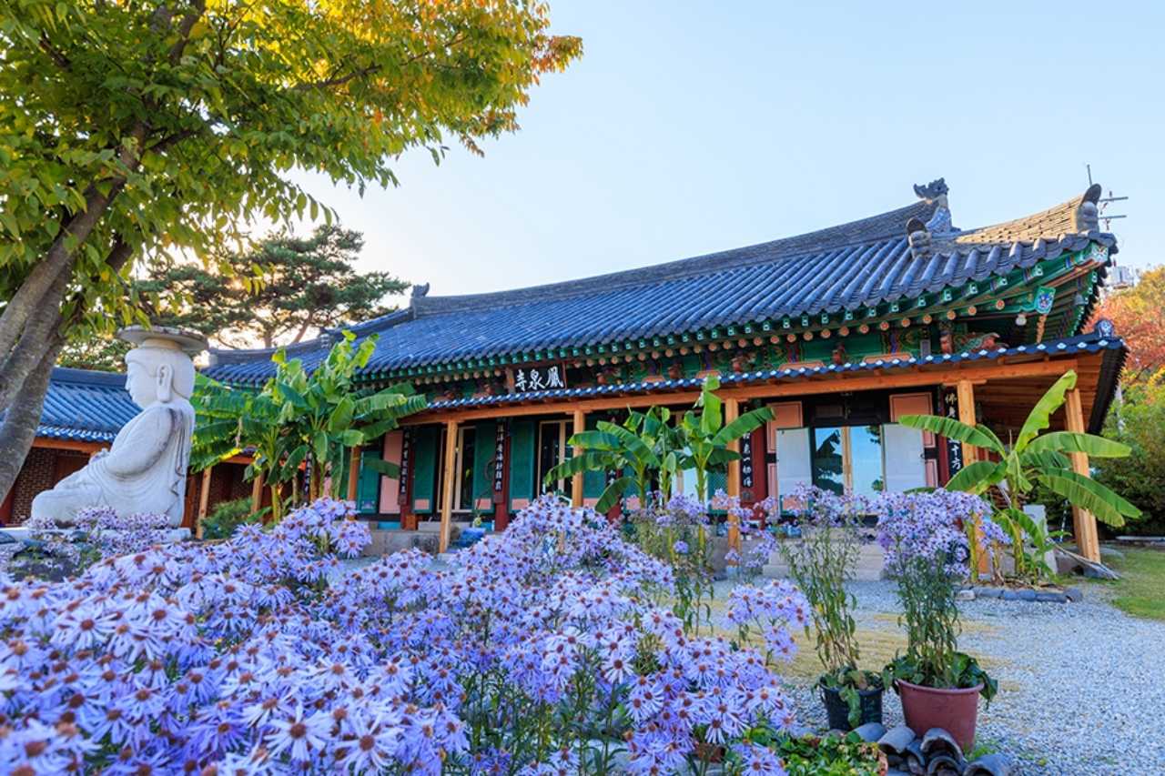봉천사에 핀 아름다운 개미취 군락 / 사진=한국관광공사
