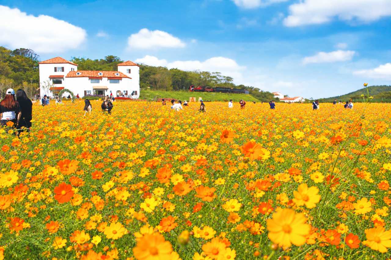 황하 코스모스와 산파첸스의 화려한 물결에 가을 정취에 빠질 수 있습니다