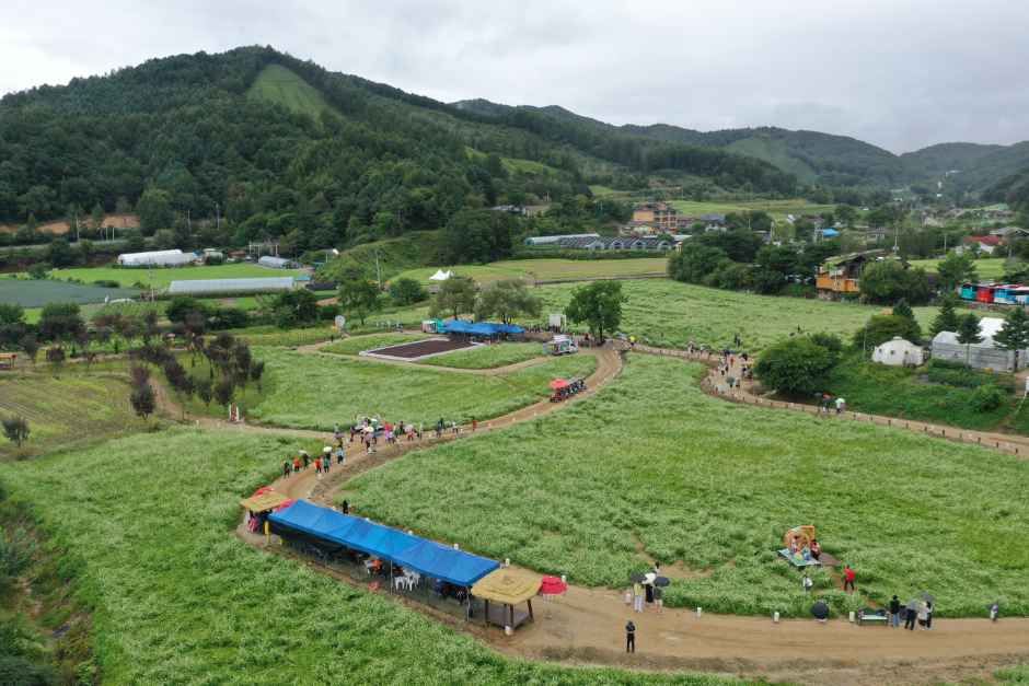 벌써 20년도 넘은 메밀꽃 전통 축제 / 사진=한국관광콘텐츠랩