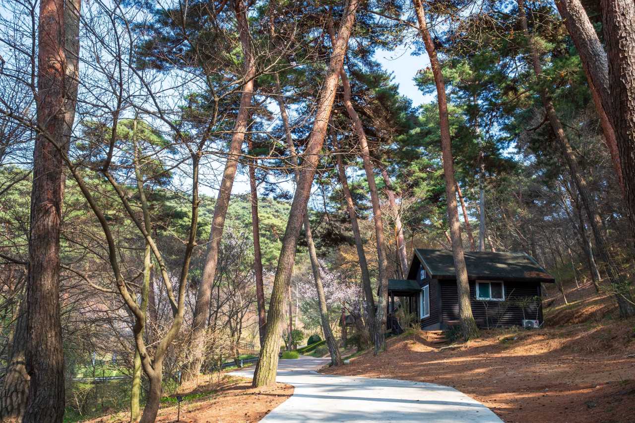 안면도자연휴양림 / 사진=한국관광공사 포토코리아@김지호