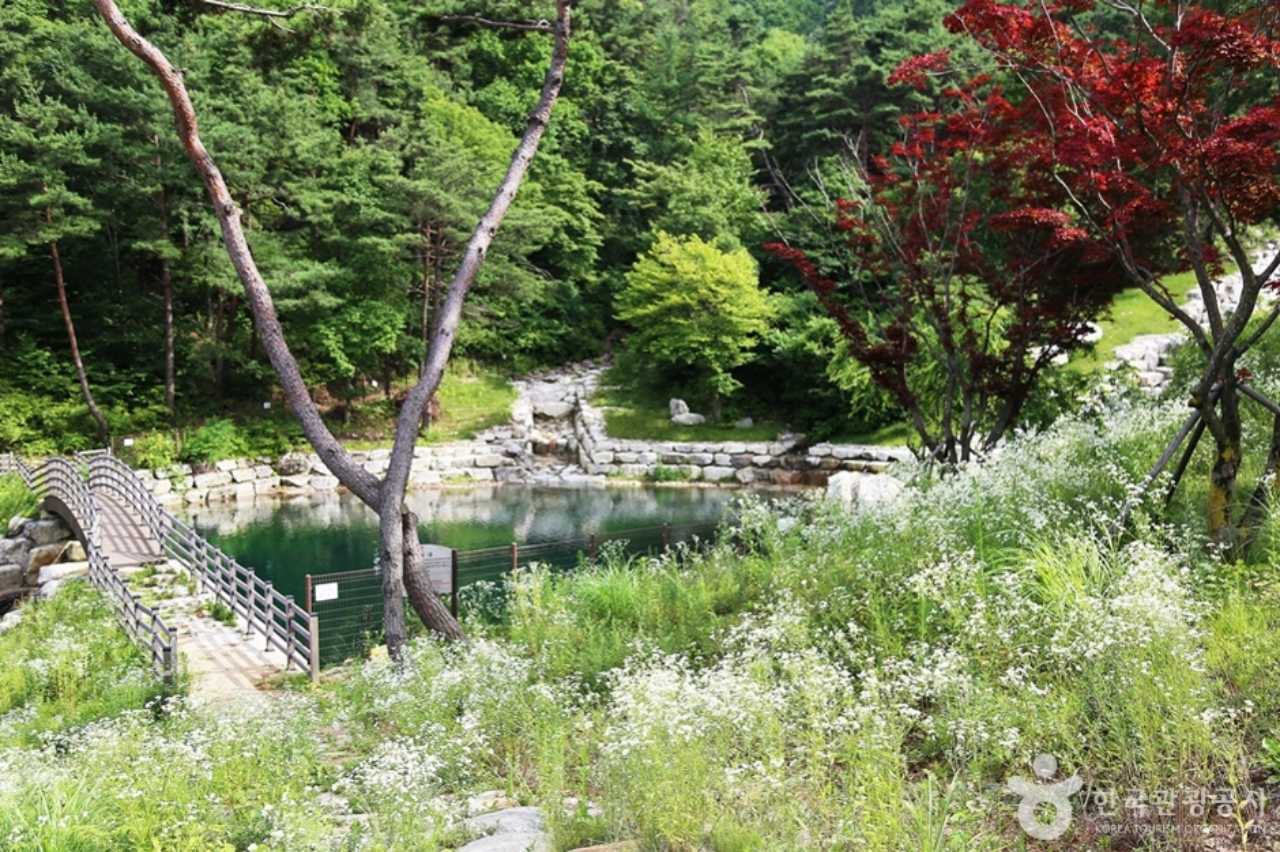 10월에는 구절초 명소로 변하는 산청 동의보감촌 / 사진=한국관광공사