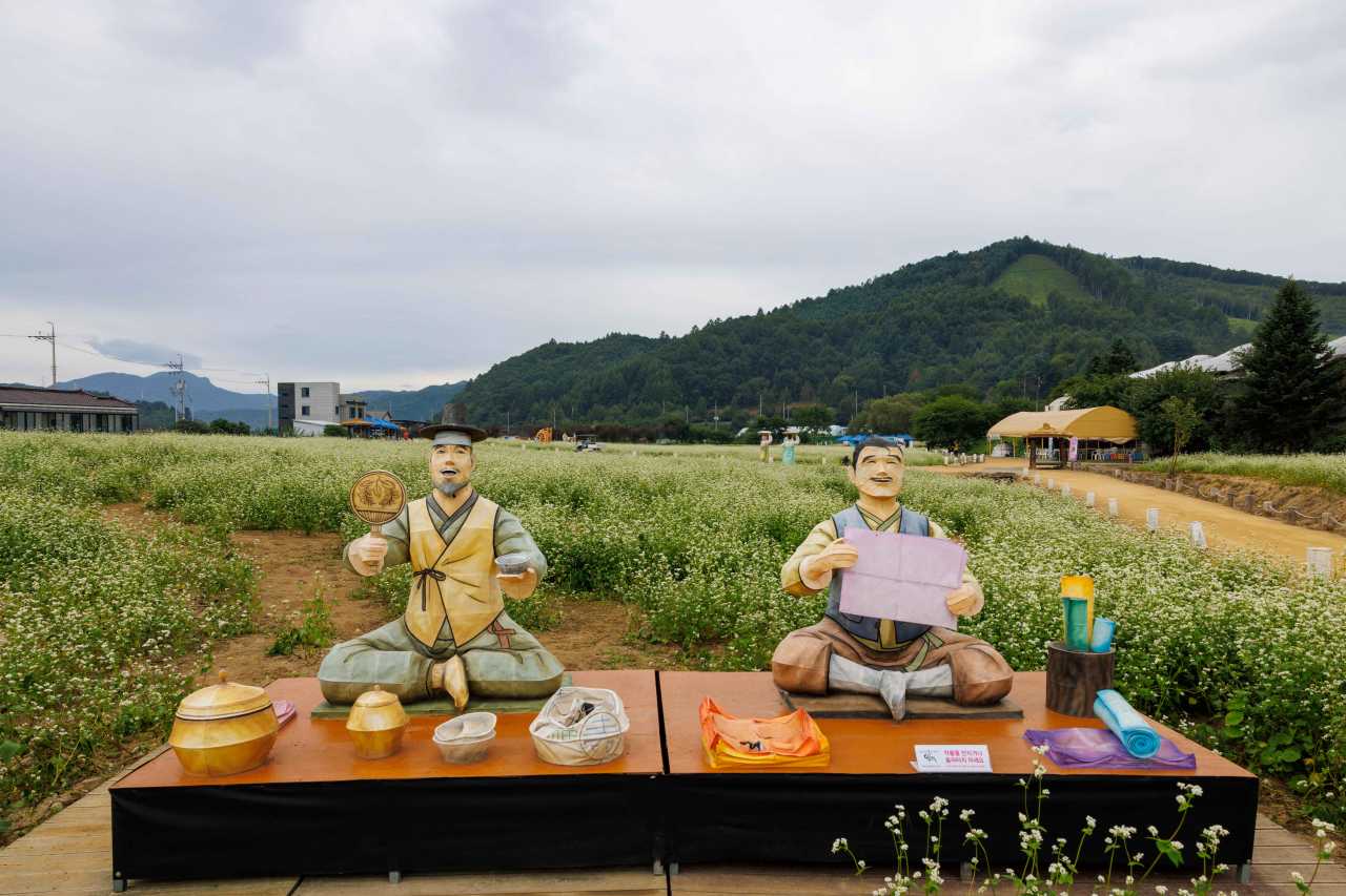 봉평 효석문화마을 메밀꽃 / 사진=한국관광공사 포토코리아@손명권