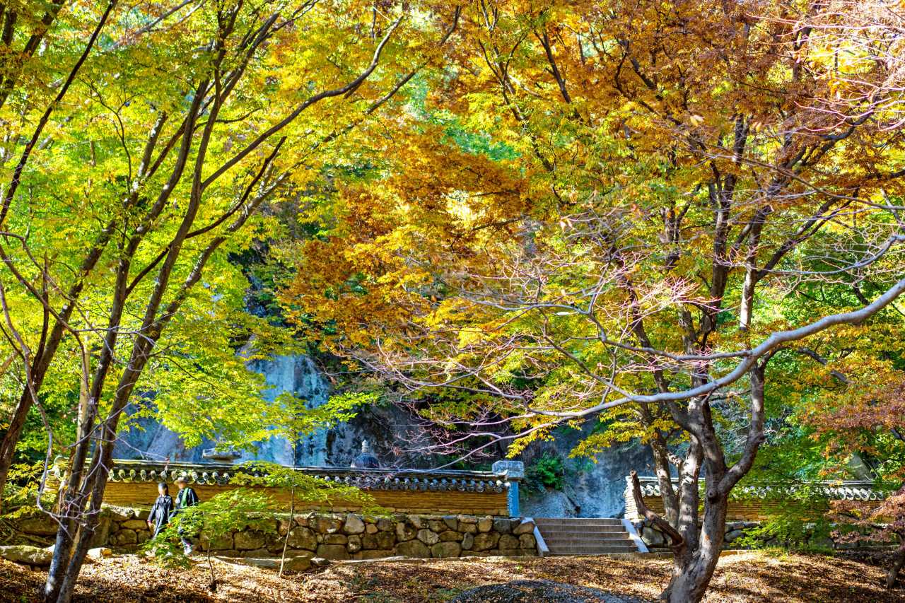 세련된 보은 단풍 / 사진=한국관광공사 포토코리아@이범수