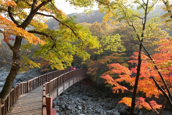[추석연휴 기상속보]첫날 오늘날씨 서울 낮 28도...26일 전국 비· 27일 제주 비ㆍ주말,주간예보.단풍이 물든 한라산.제주관광공사 제공