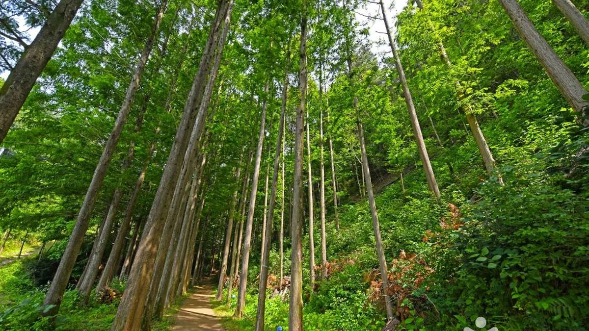 화인산림욕장