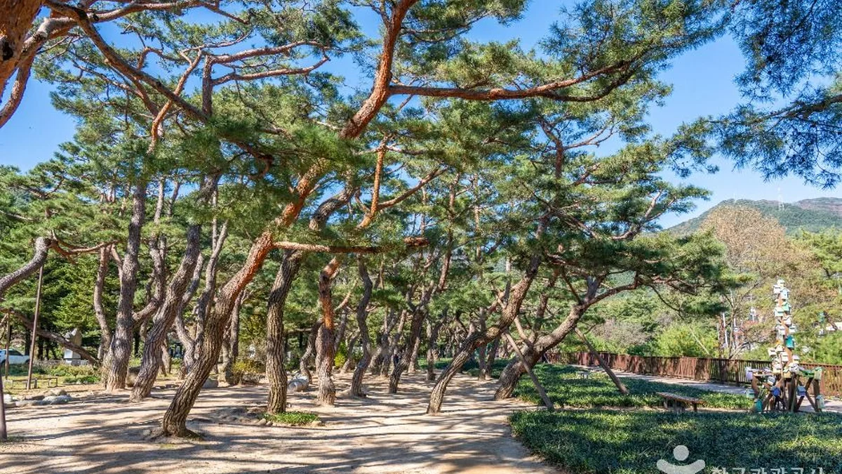 의림지 솔밭공원
