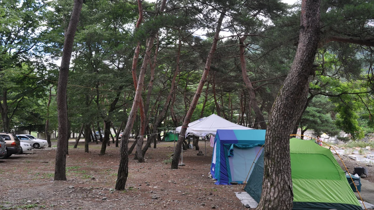 대포숲