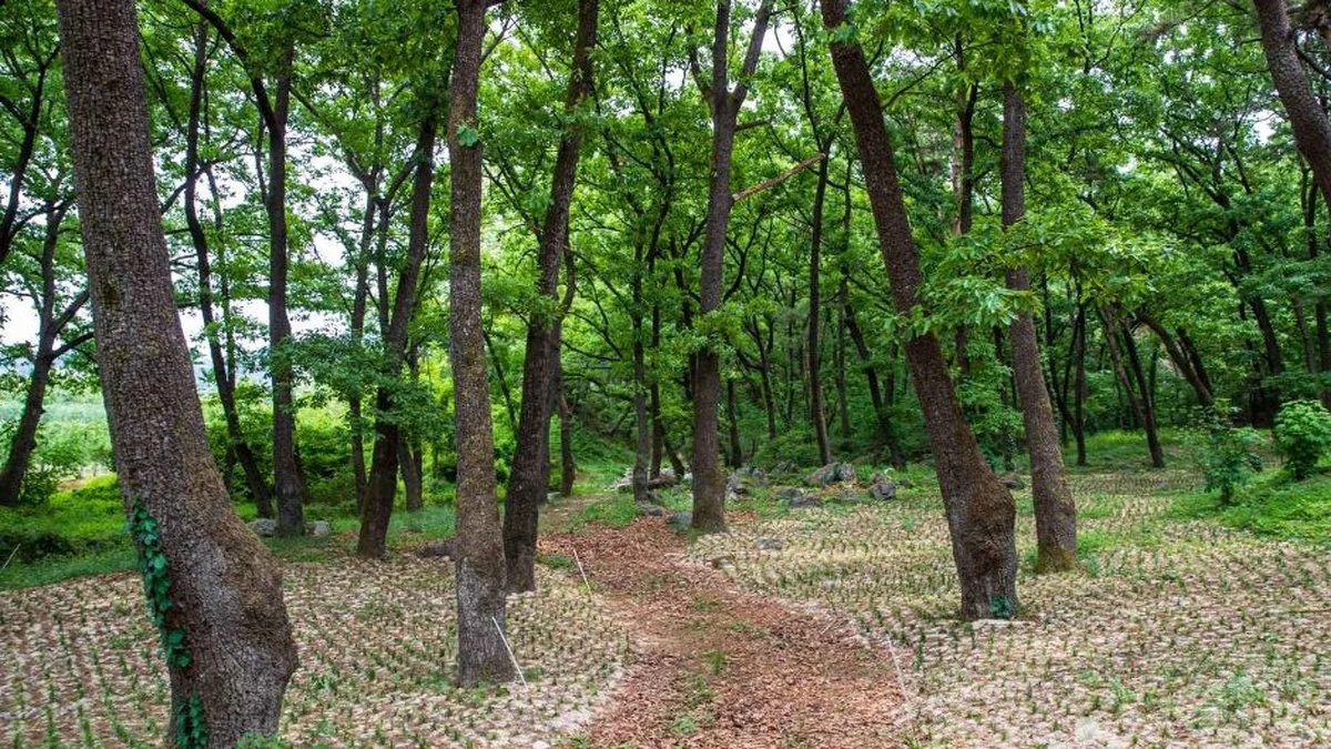 동호숲