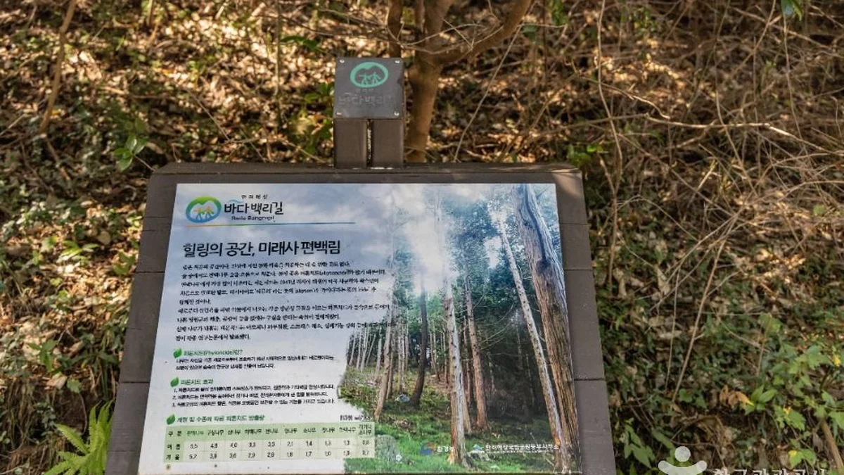 미래사 편백나무숲