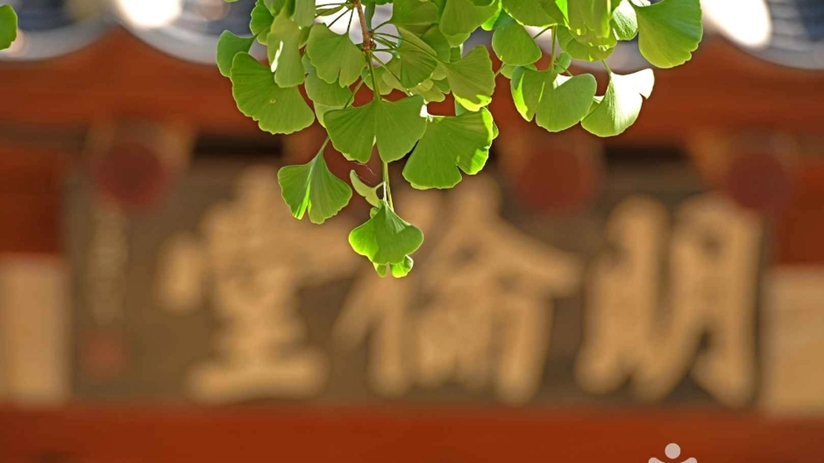 서산향교 은행나무
