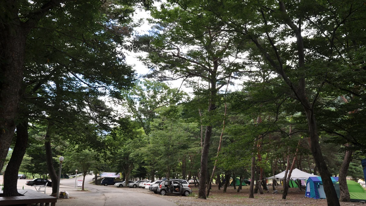 경남 대포숲 가볼만한곳, 무료 입장과 주차 정보 가이드