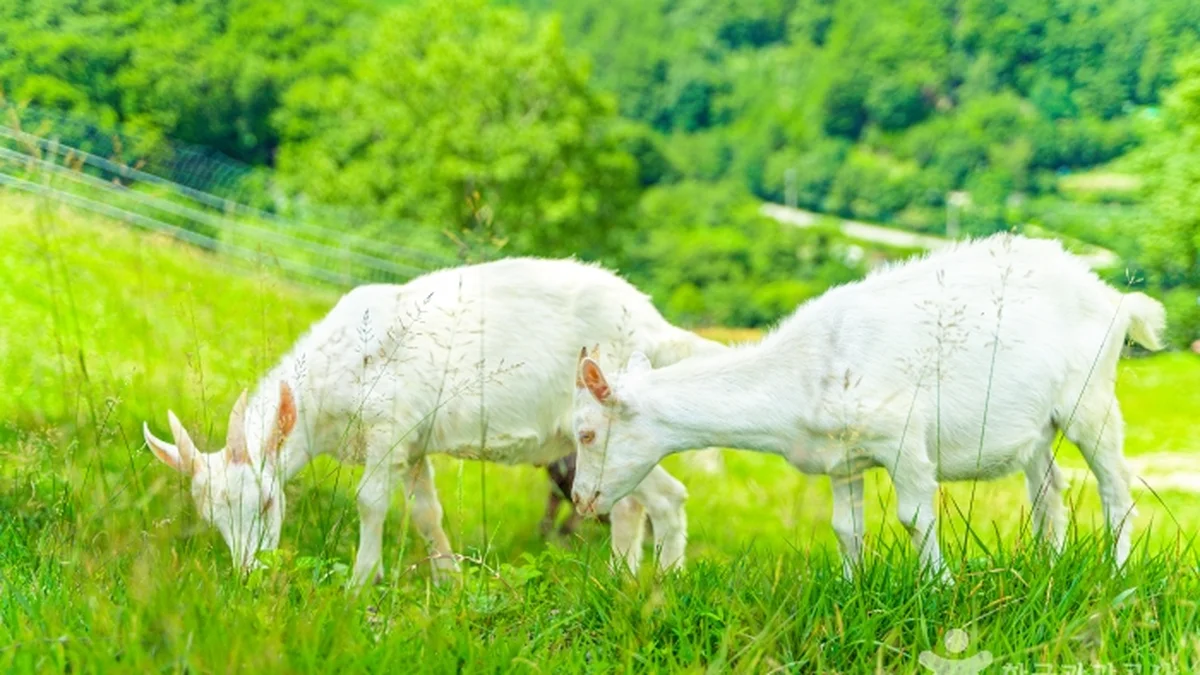 몽토랑 산양목장