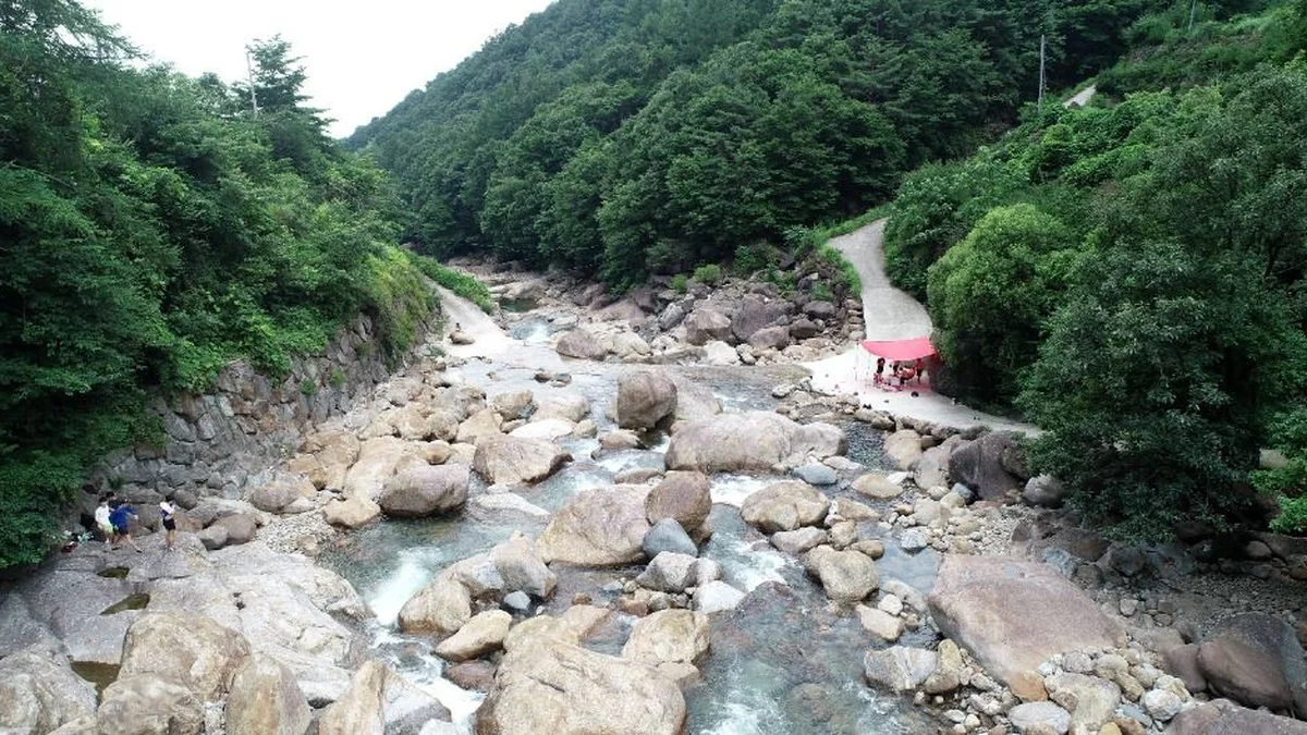 대포숲
