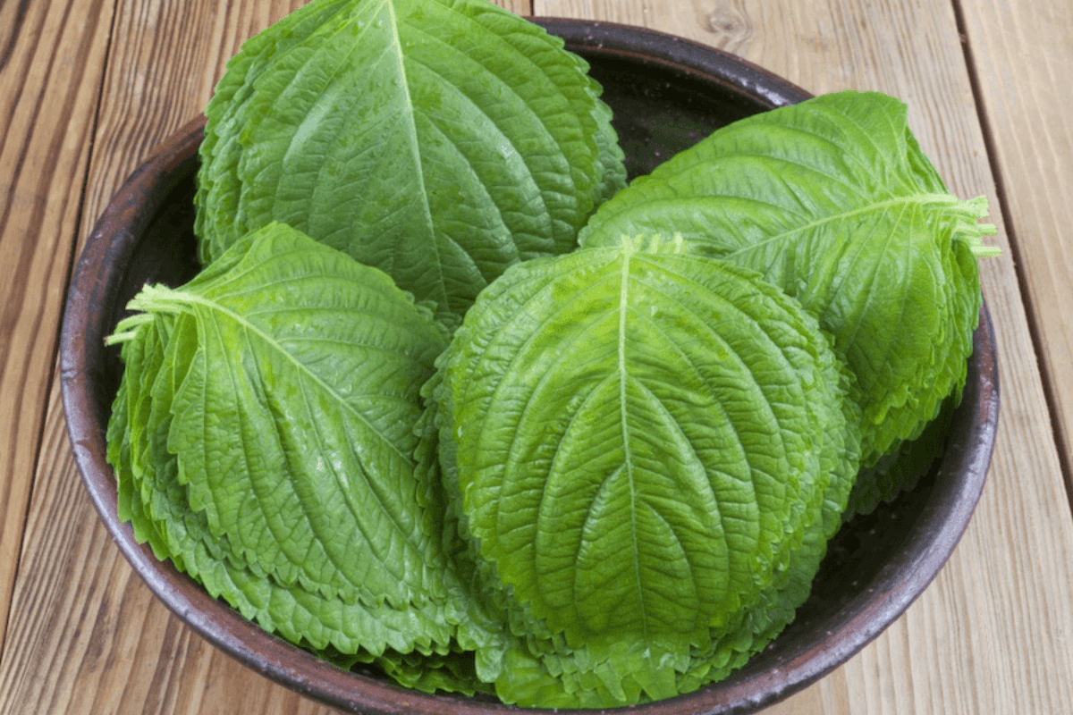 깻잎 / 온라인 커뮤니티