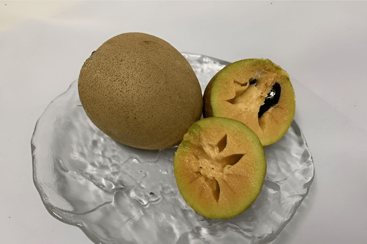 과일 사포딜라 / 온라인 커뮤니티