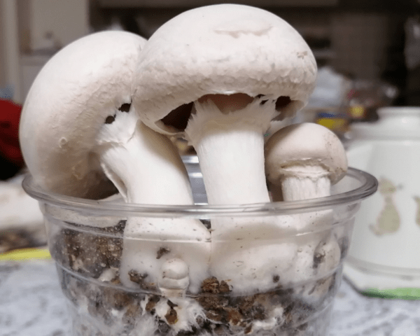온라인 커뮤니티