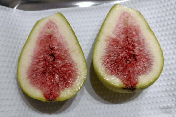 무화과 사진 / 온라인 커뮤니티