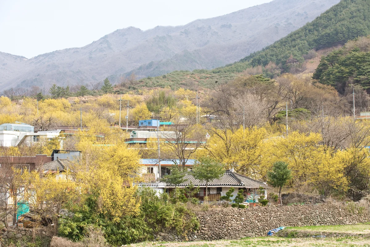 구례산수유마을 - 구례가볼만한곳 여행