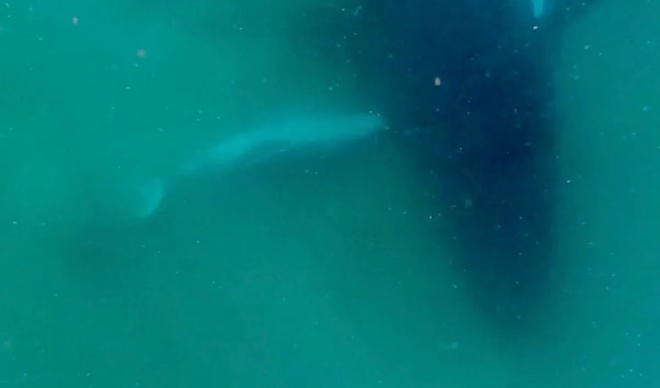 引用：シーワールド財団