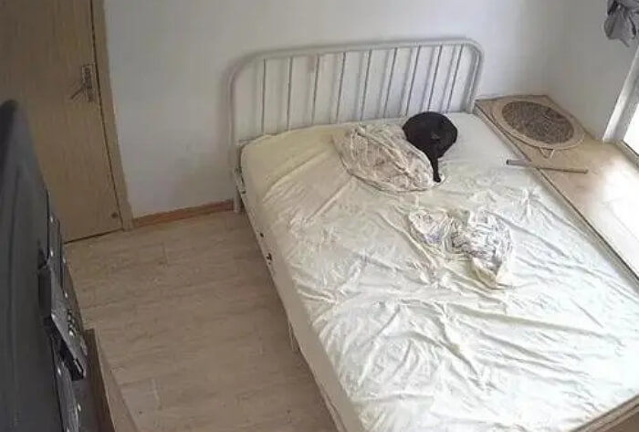 침대 위에서 검은 프라이팬처럼 보이는 검은 고양이