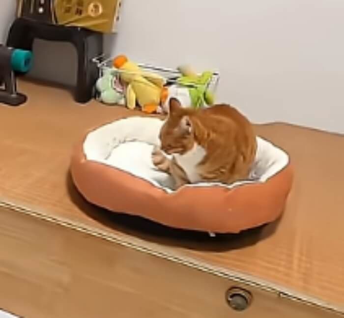 애니멀플래닛