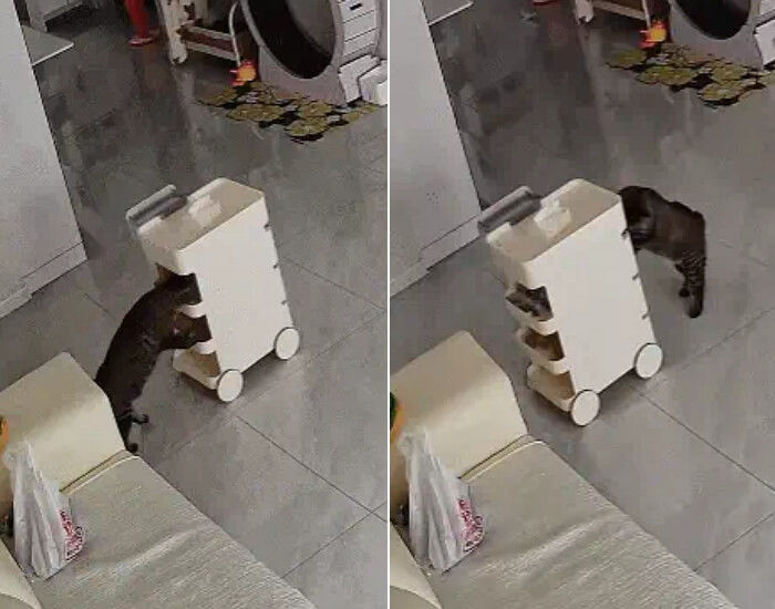 집 안 CCTV에 찍힌 고양이와 미니 수납 카트