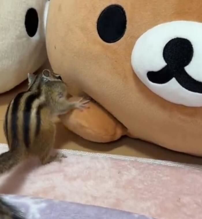 애니멀플래닛