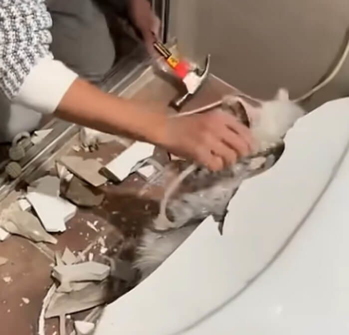 남성이 변기 받침대 도자기 부분을 깨며 고양이를 구조하는 모습