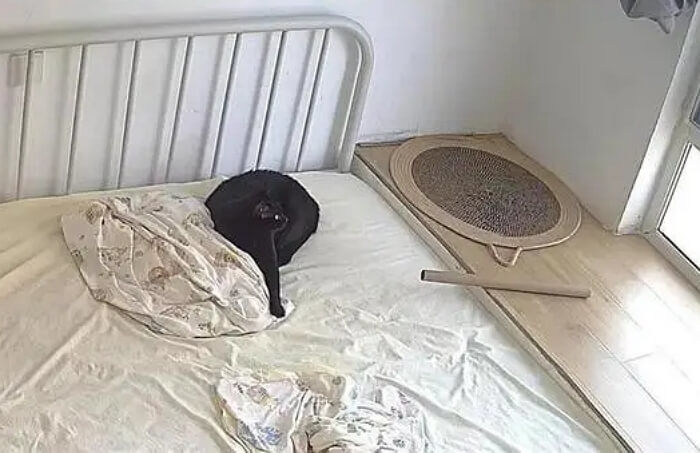 가까이 보면 눈과 얼굴을 확인할 수 있는 검은 고양이