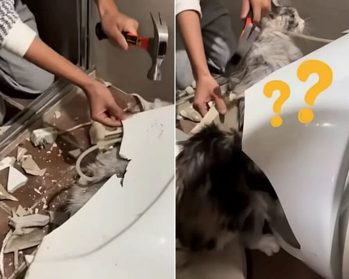 화장실 변기 받침대 내부의 좁은 공간에 있는 고양이