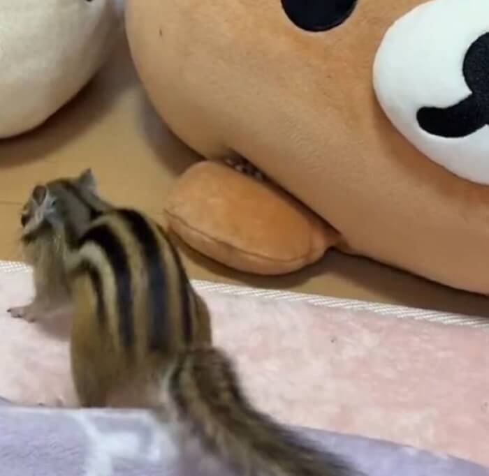 애니멀플래닛
