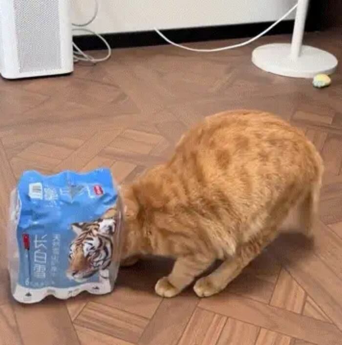 애니멀플래닛