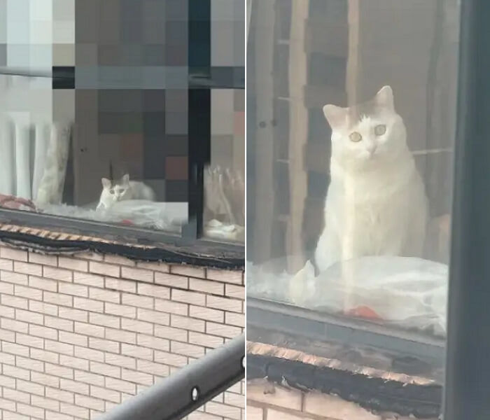 맞은편 집 창가에 앉아 카메라 방향을 바라보는 고양이
