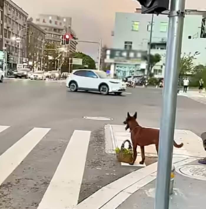 애니멀플래닛