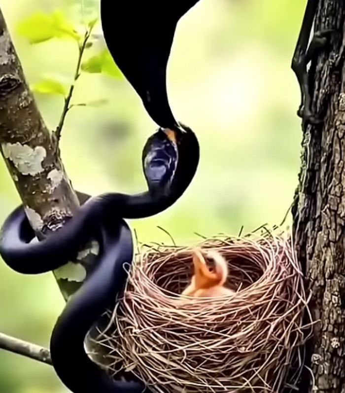 애니멀플래닛