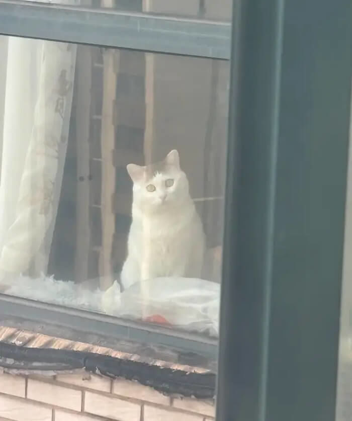 애니멀플래닛