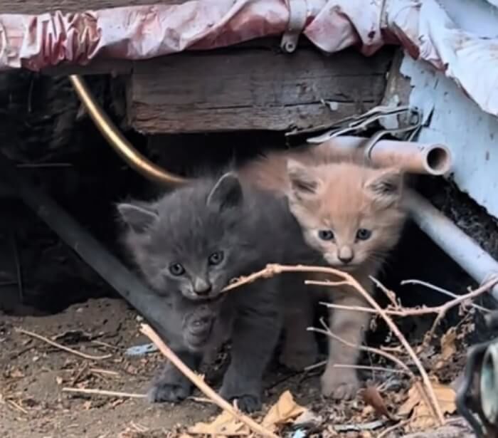 집 아래 공간에서 발견된 어미 고양이와 새끼 고양이들