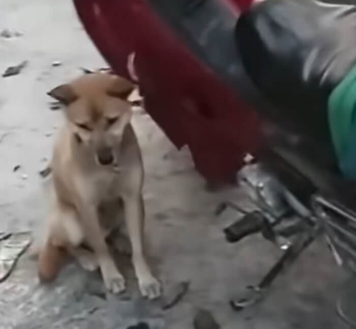 애니멀플래닛