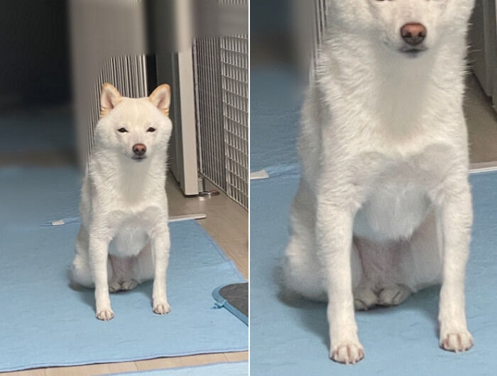 애니멀플래닛