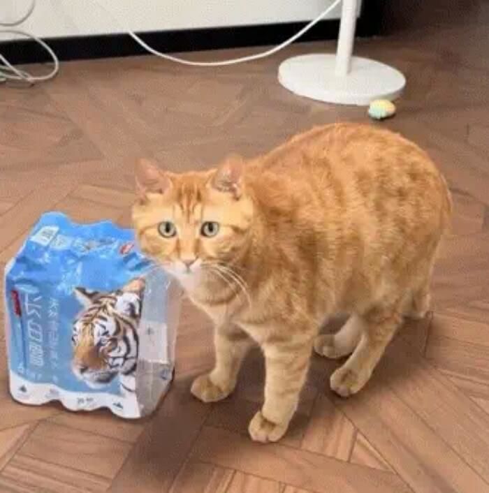 애니멀플래닛